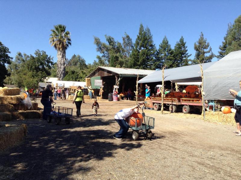 Pumpkin Patch Picking Vacaville CA