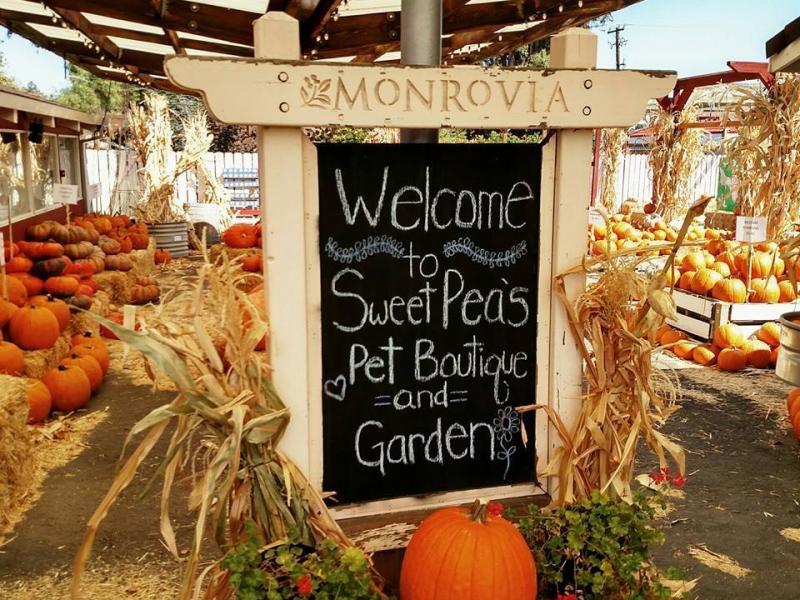 Pumpkin Patch Picking - Vacaville CA
